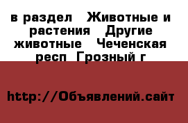  в раздел : Животные и растения » Другие животные . Чеченская респ.,Грозный г.